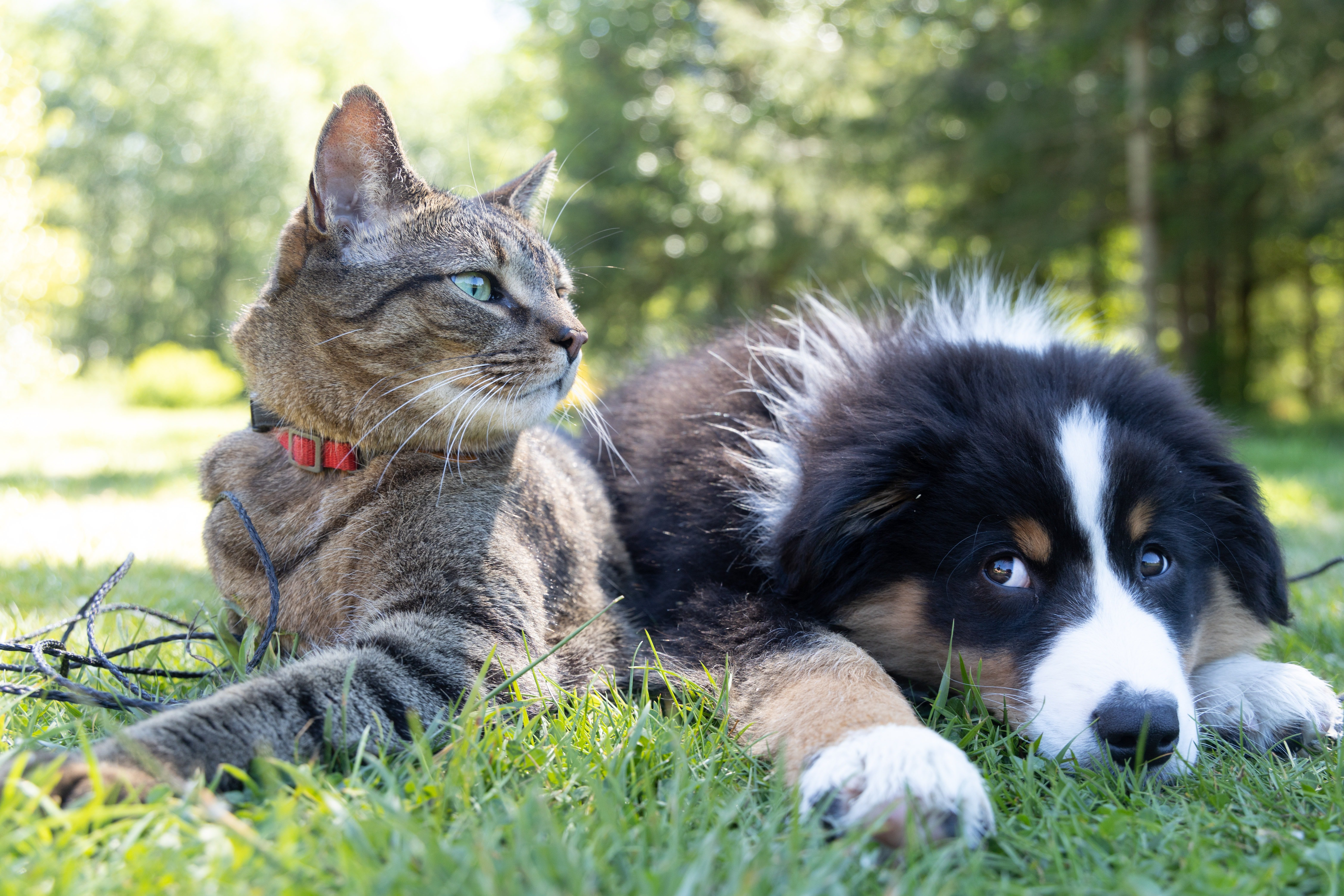 Pisicile și câinii care trăiesc împreună se pot înțelege foarte bine