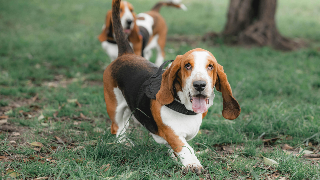 Basset Hound - Nobilul cu urechi lungi și inimă dulce (prezentare a rasei)