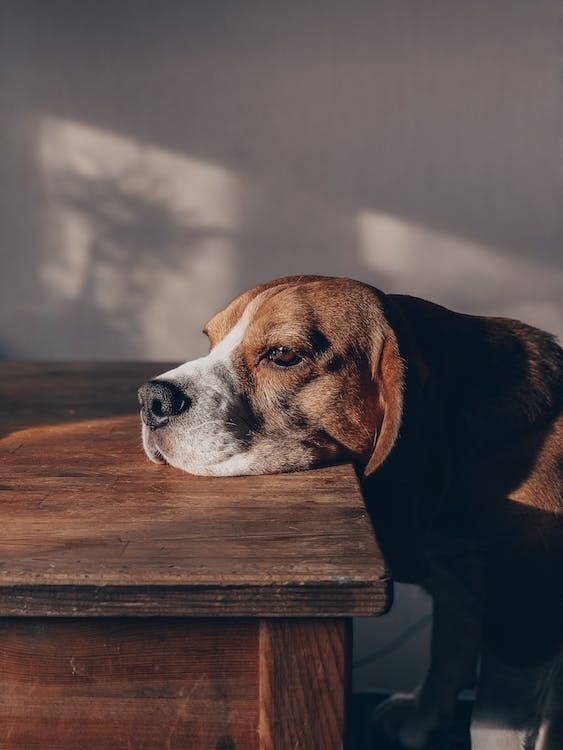 Beagle, un caine energic, vesel si sociabil