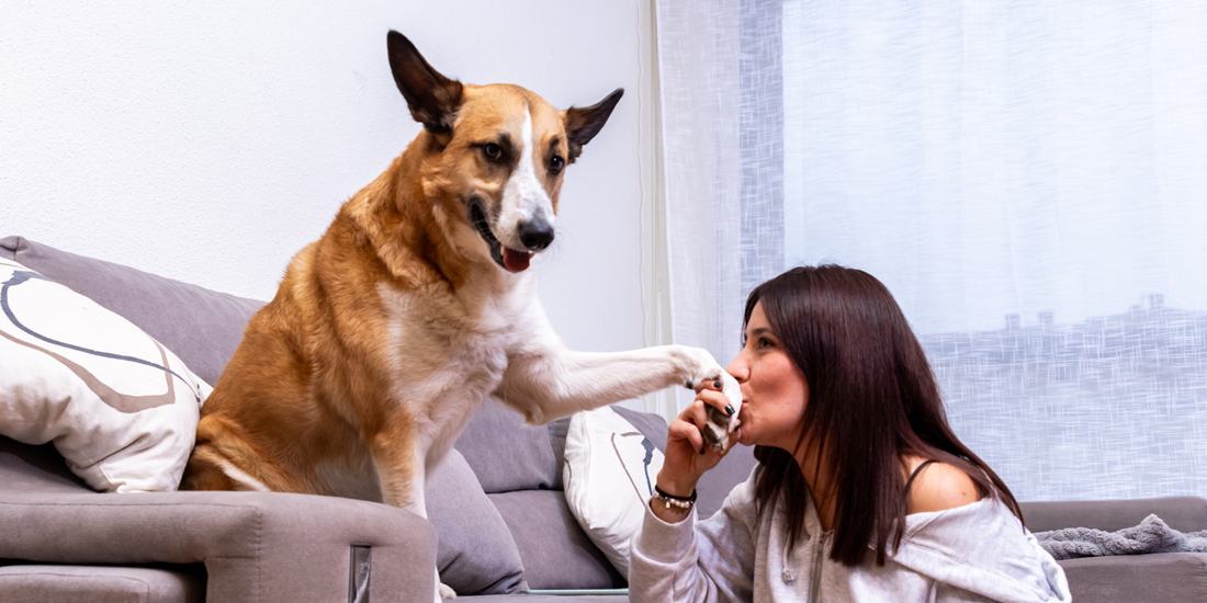 Șase semne mici că animalul tău are nevoie de mai multă atenție decât credeai