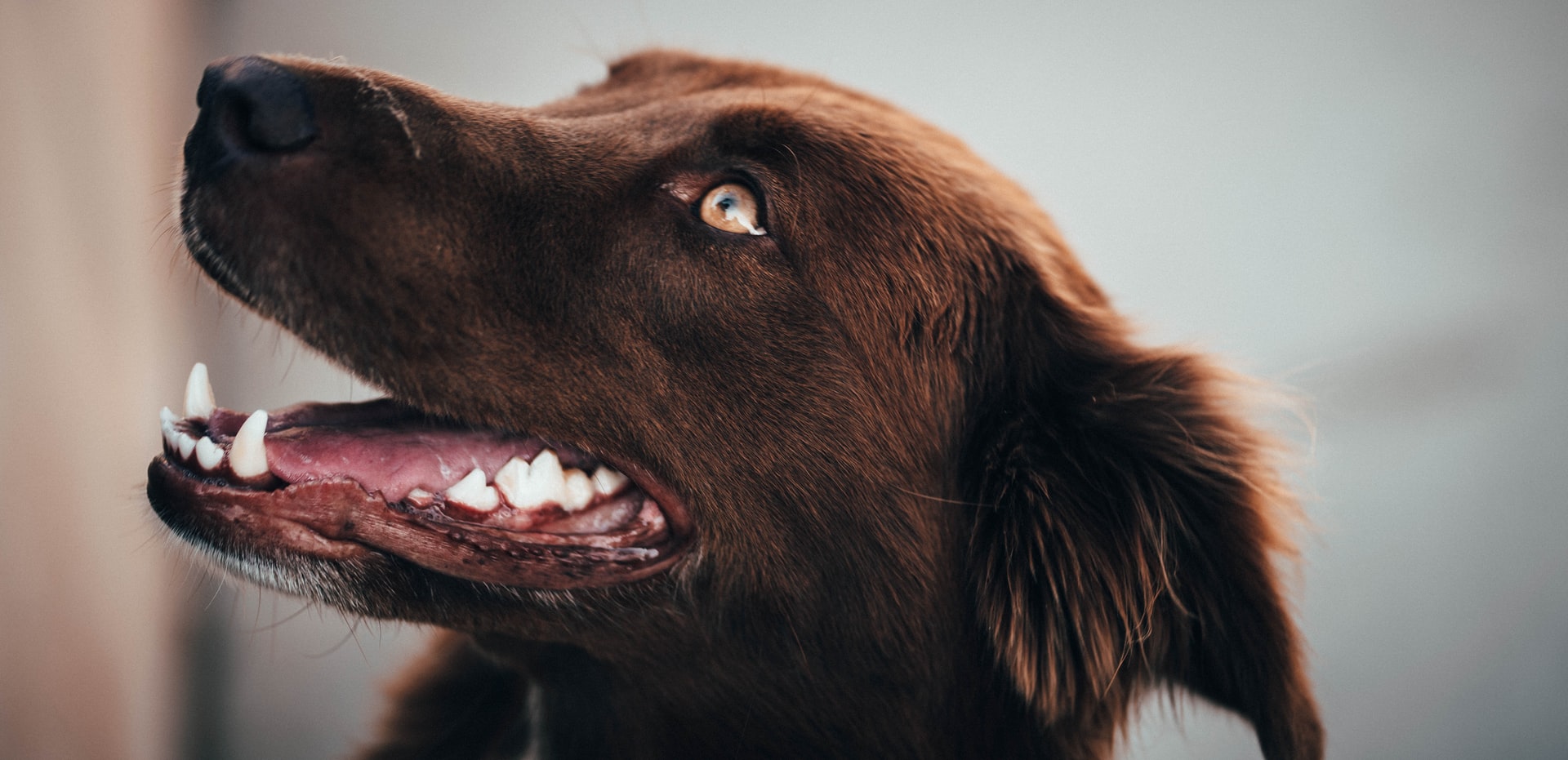 Sănătatea dinților la câini - mai importantă decât credeai