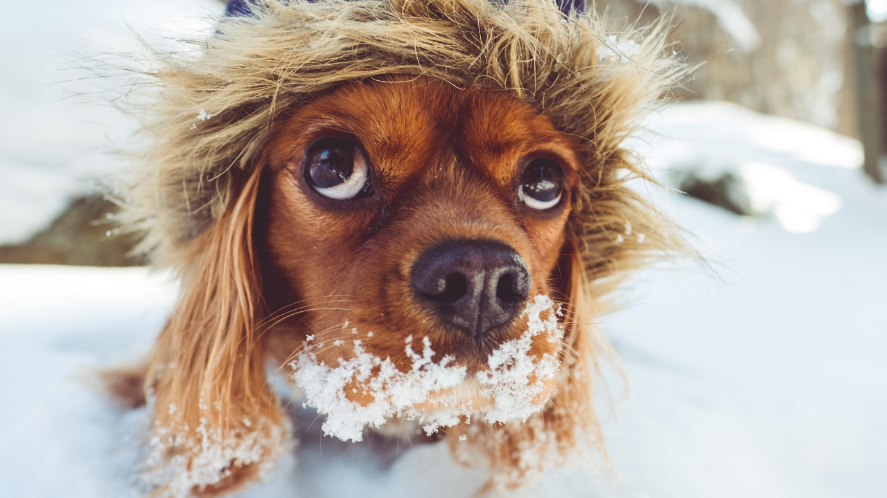 Cum să-ți pregătești animalele de companie pentru sezonul rece