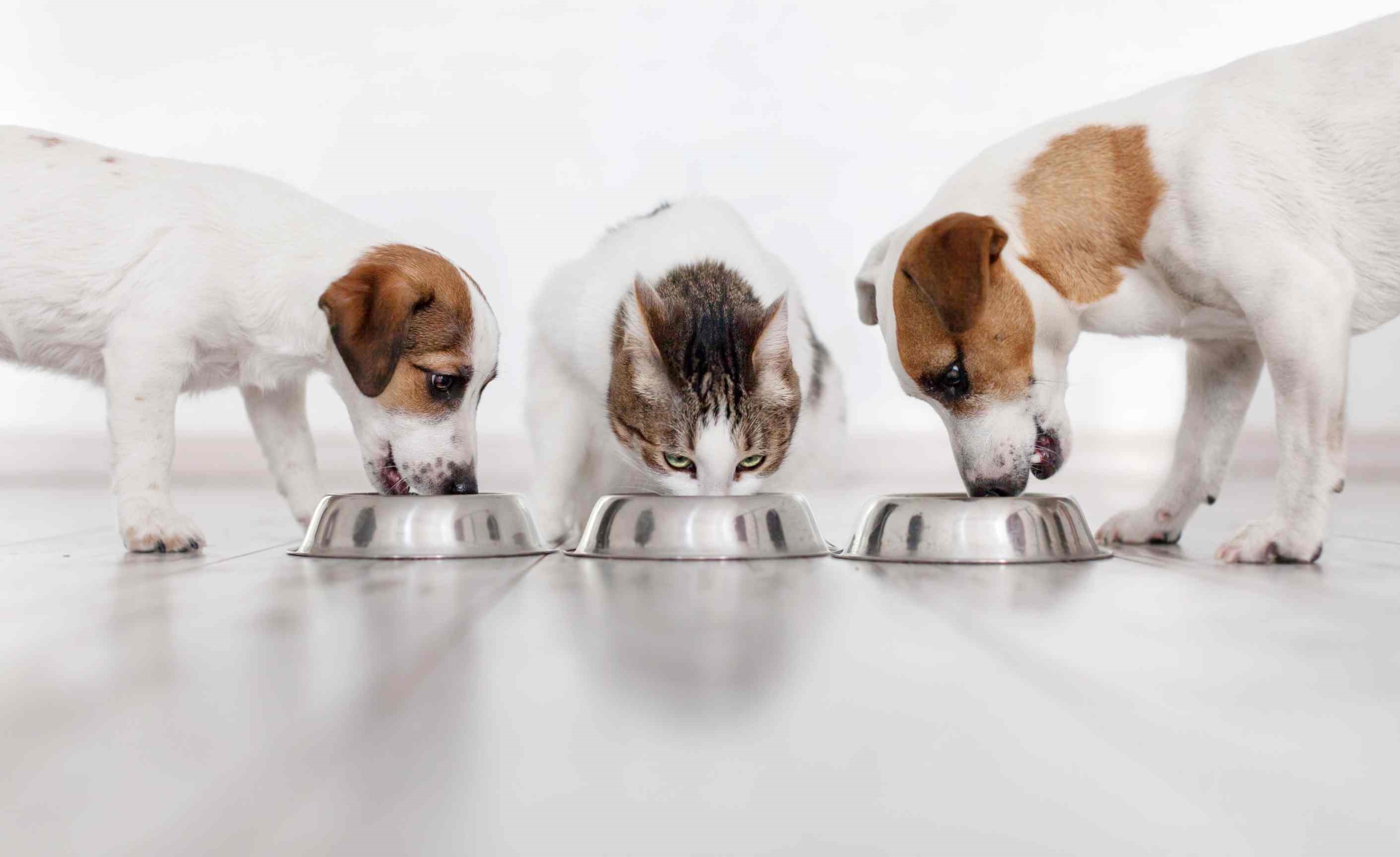 Cum să Previi Deficiențele Nutriționale în Alimentația Canină