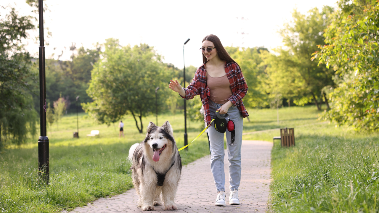 Malamutul de Alaska - forța nordului într-un companion loial