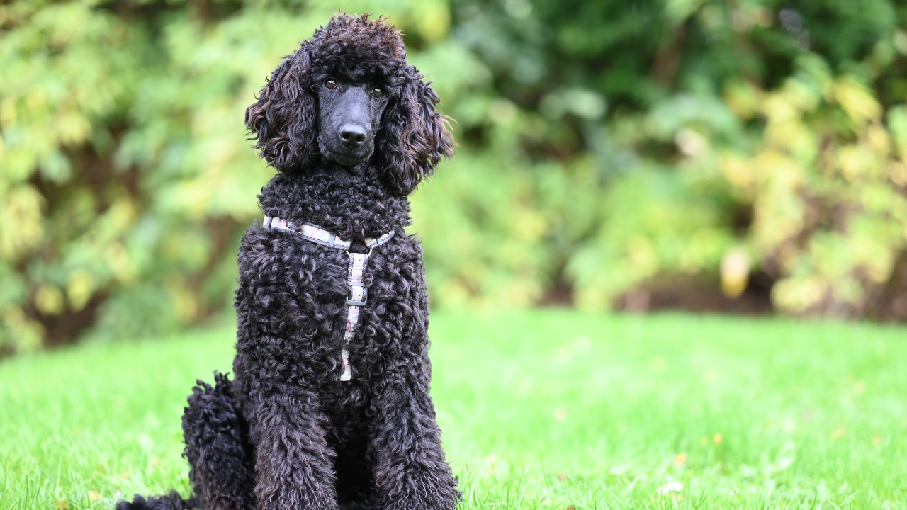 Pudelul - O rasă iconică, mult mai mult decât un câine „de salon”