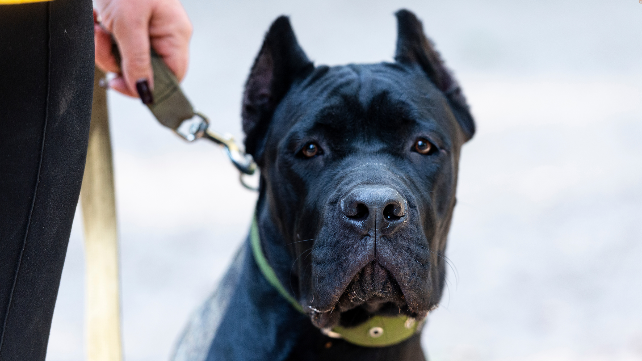Cane Corso – câinele care nu atacă fără motiv, dar nu ratează niciun pericol