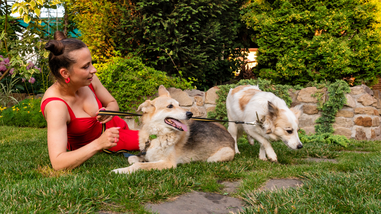 Importanța socializării câinelui - pași practici pentru stăpâni