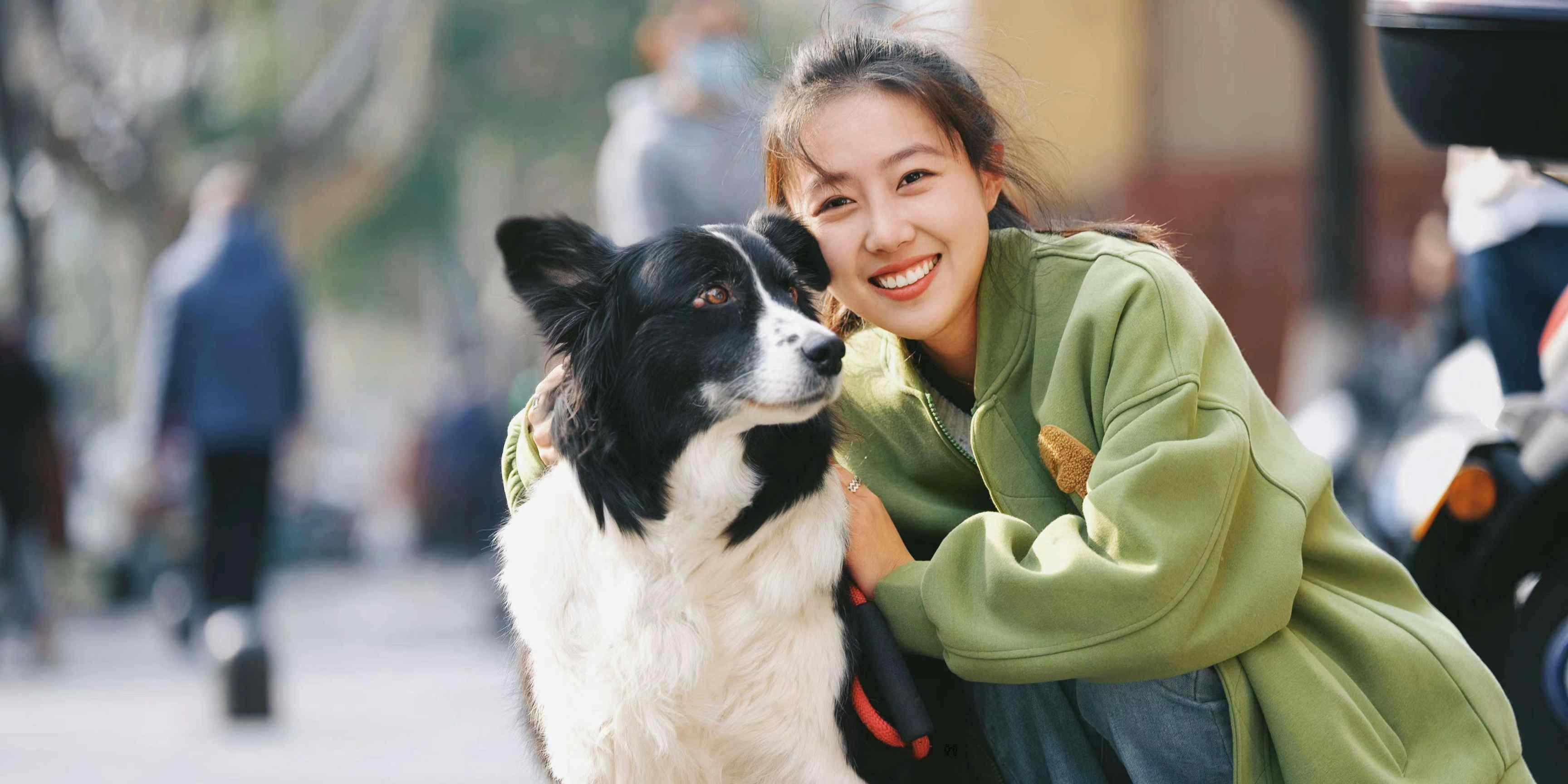 Eleganță în mișcare: De ce Collie este una dintre cele mai iubite rase din lume