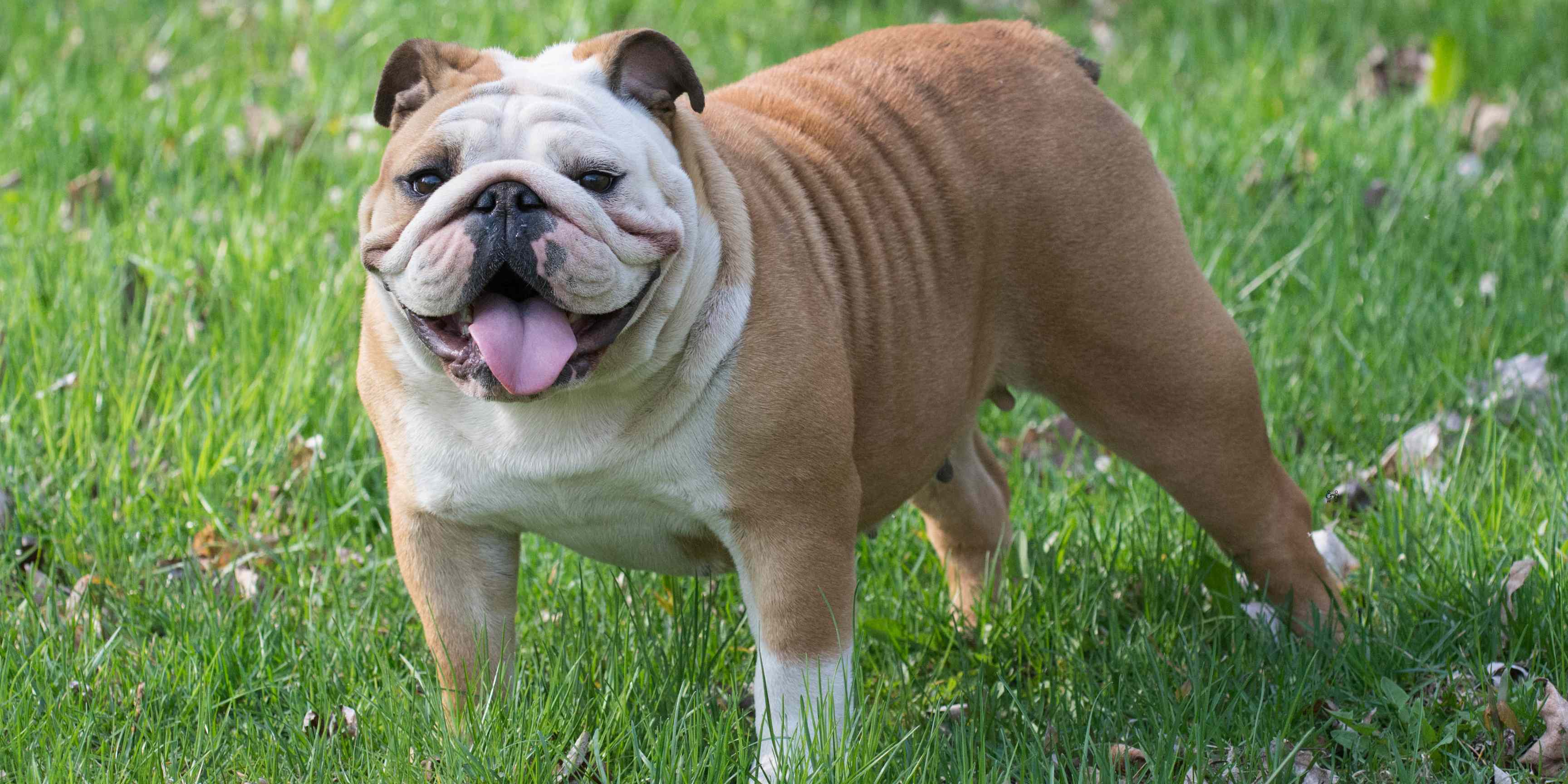 Bulldogul Englez – De la "gladiator canin" la companion adorabil