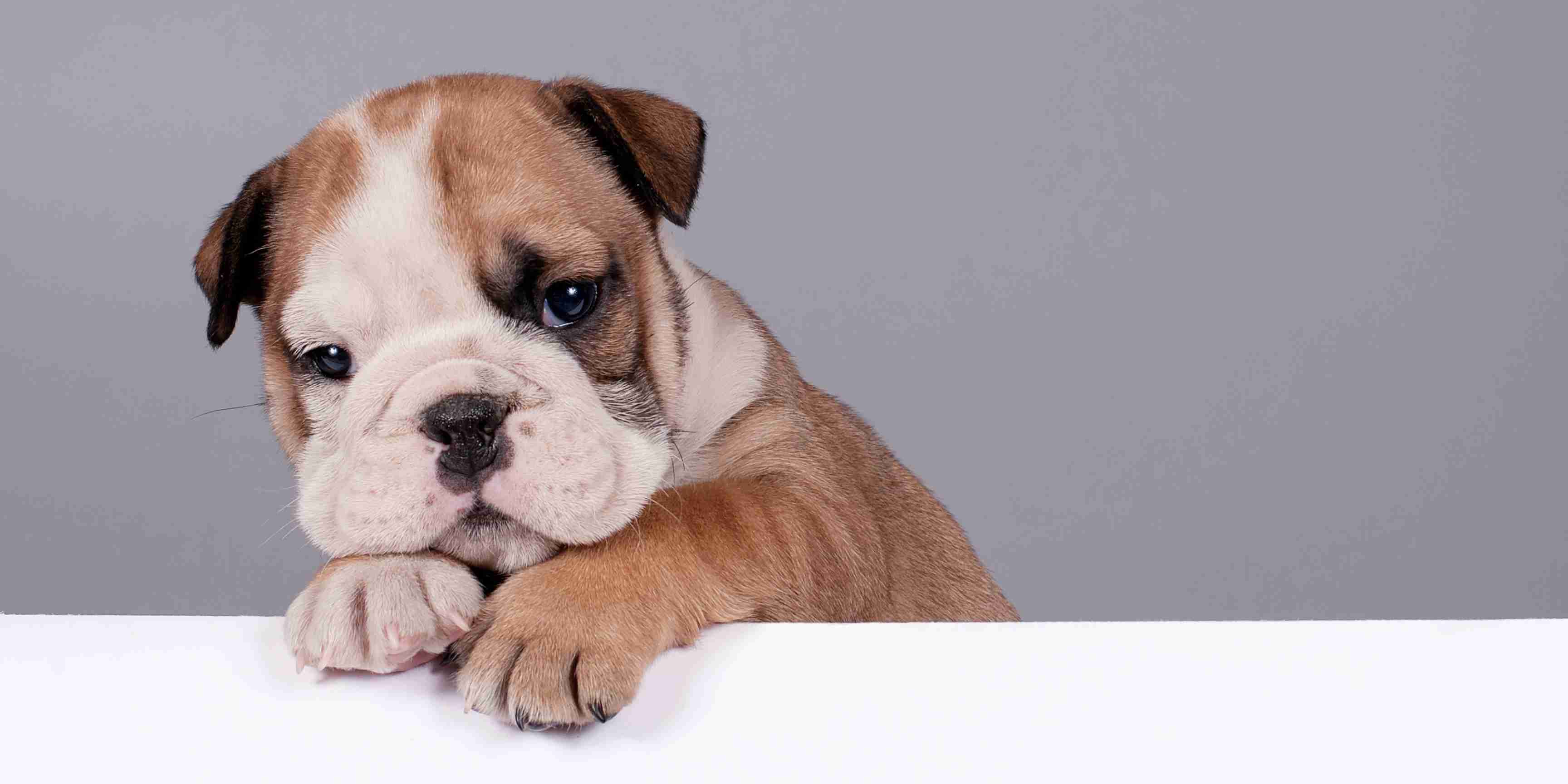 bulldog-francez-mic