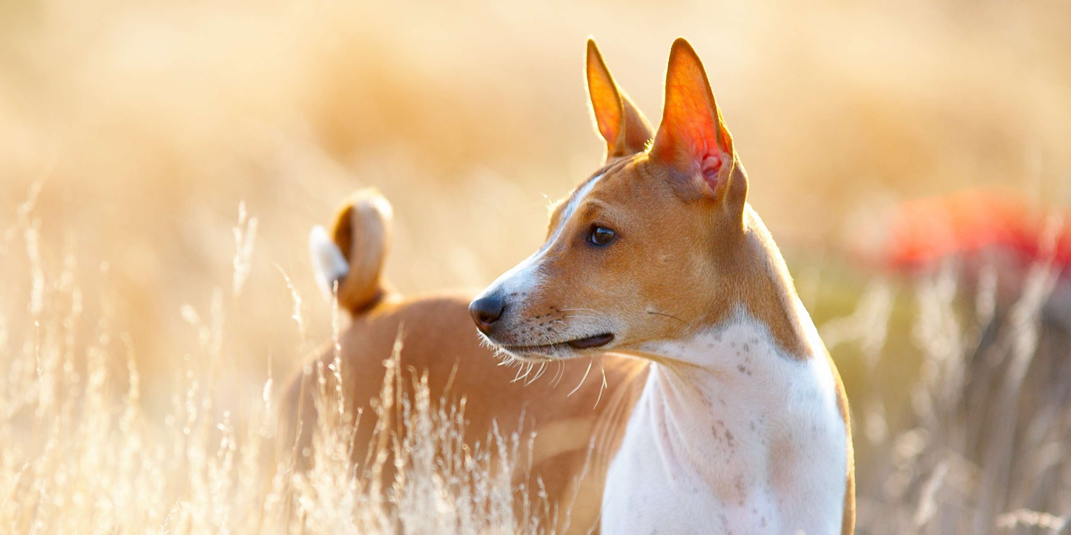 Basenji – Câinele care nu latră, dar ne cucerește inimile