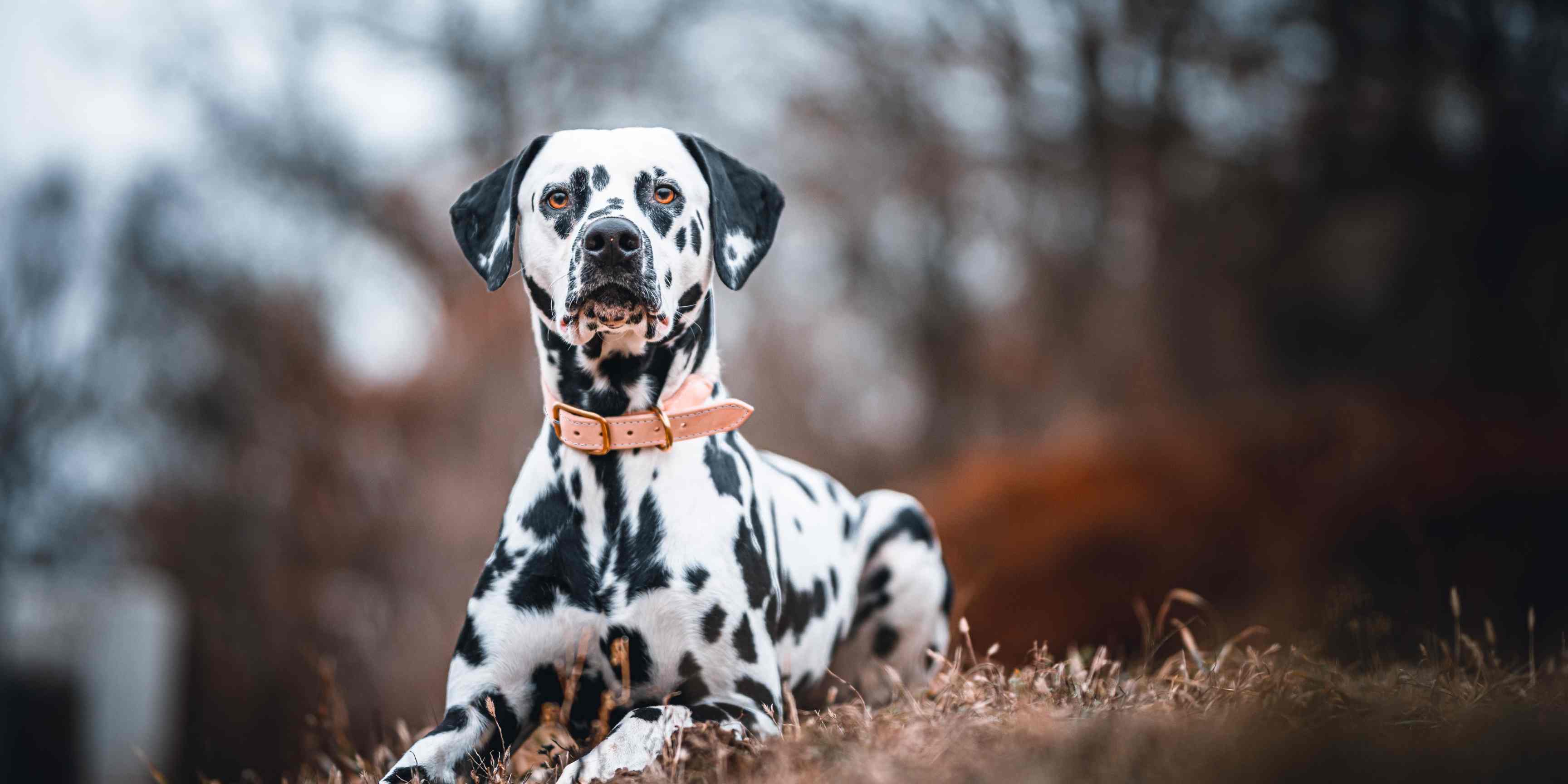 Cei mai energici câini: 10 rase de câini adorabili care au nevoie de plimbări și exerciții fizice