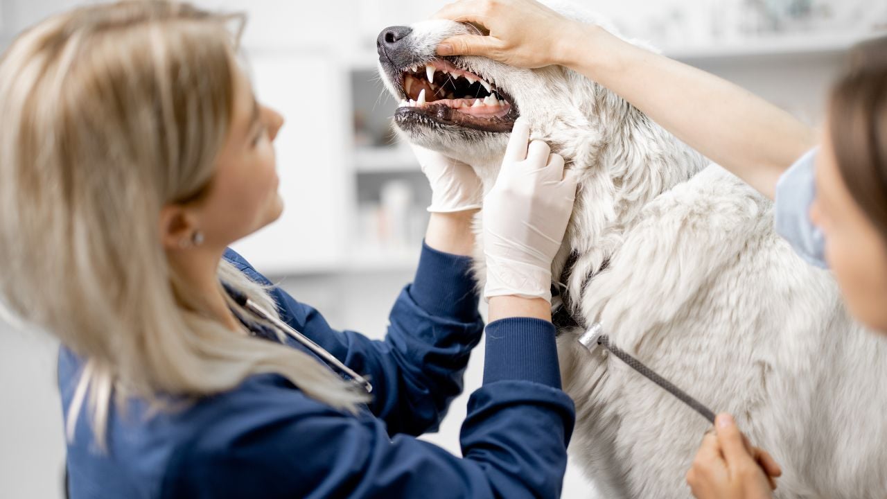 Cum influențează dieta sănătatea dentară a câinelui — și ce articole de igienă orală nu trebuie să îi lipsească