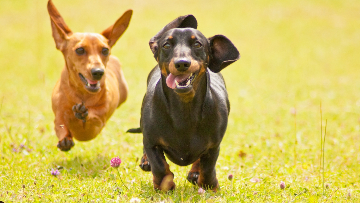 Teckel (Dachshund) - personalitate XXL într-un format mini