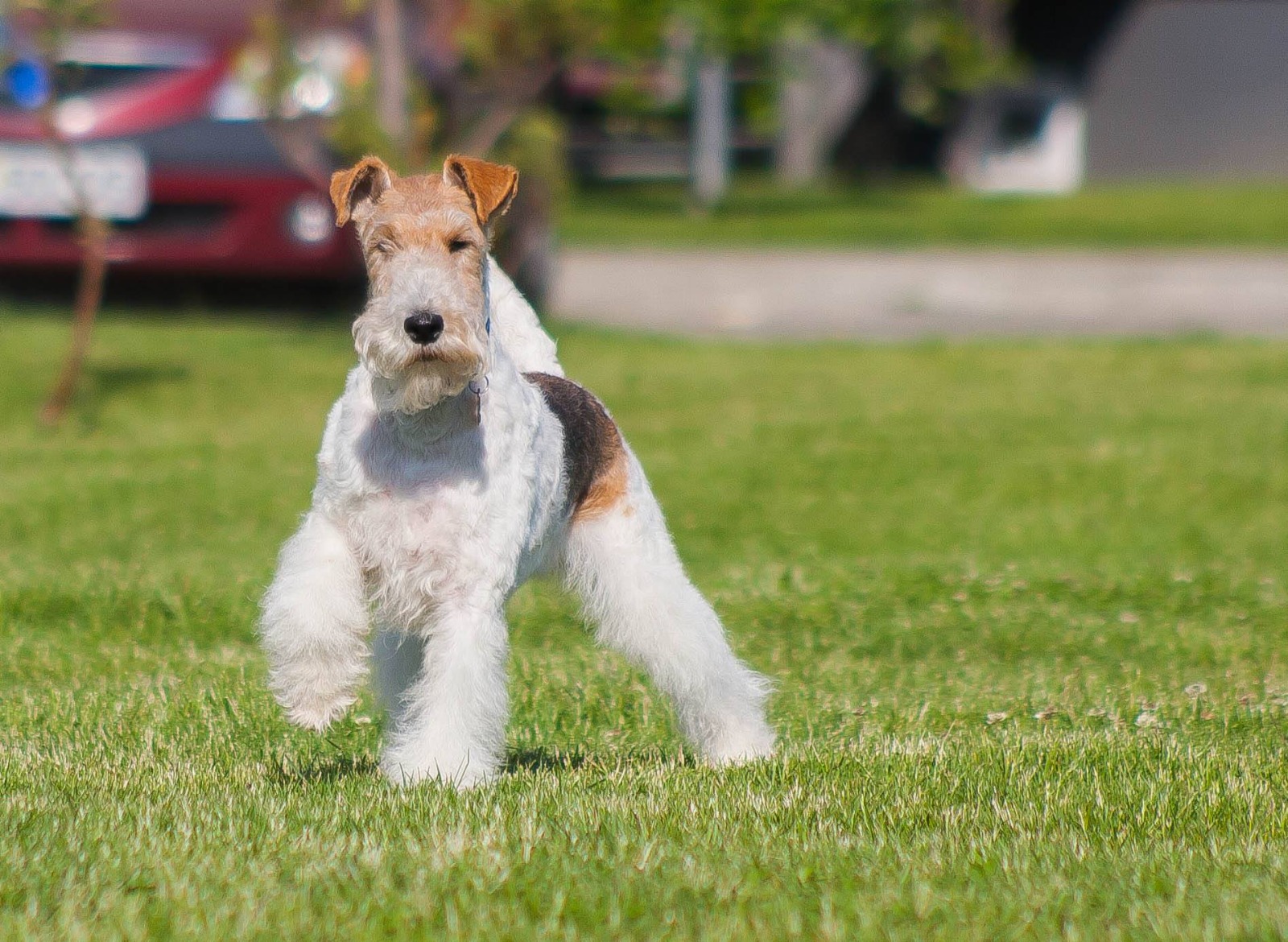 Tot ce trebuie sa stii despre Foxterrier