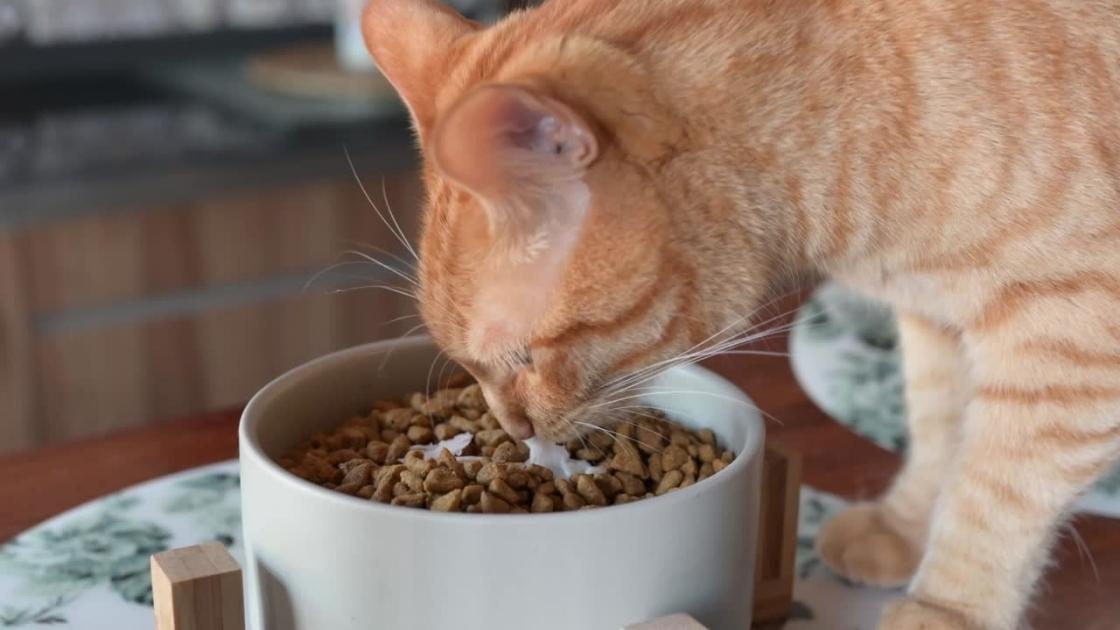 Greșeli comune pe care proprietarii le fac atunci când hrănesc pisicile și sfaturi despre cum să le eviți
