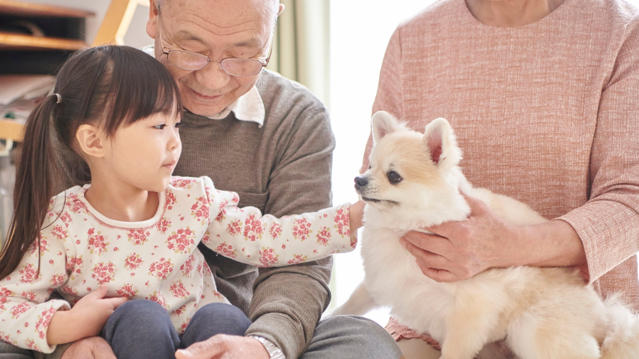 Pomeranianul - Micul Leu de Buzunar: Istorie Regală, Personalitate Explozivă și Ghid Complet de Îngrijire