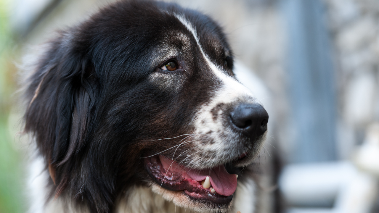 Ciobănescul Românesc de Bucovina: Colosul Blând care a apărat Carpații