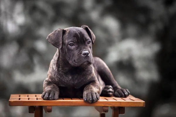 cane-corso-pui