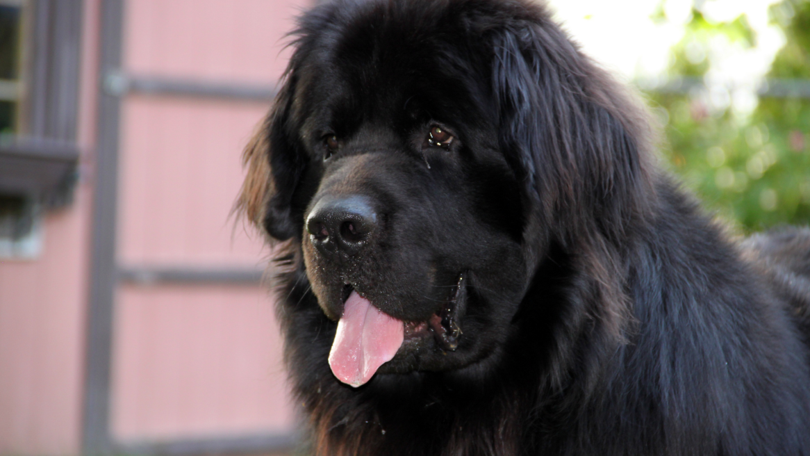 Terranova - uriașul blând al apelor: câinele salvator cu inimă de familie