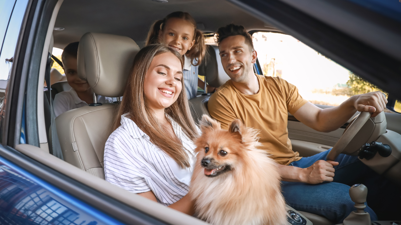 Vine vacanța de vară! Evită greșelile care pot transforma concediul alături de câini într-o urgență