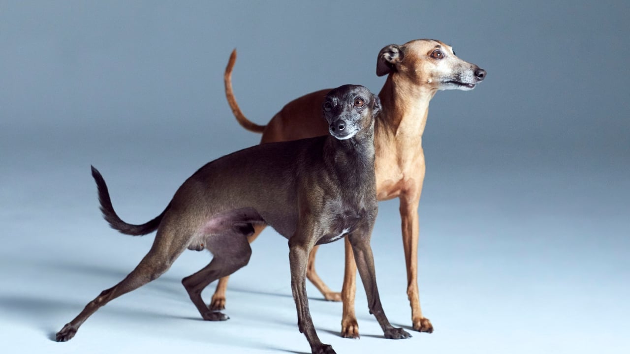 Cum este viața cu un Greyhound? Ghid complet pentru viitorii stăpâni