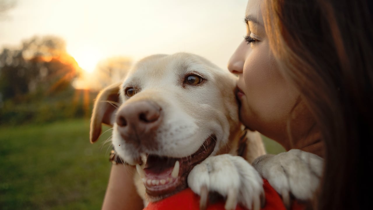 Labrador Retriever – unul dintre cei mai iubiți câini din lume