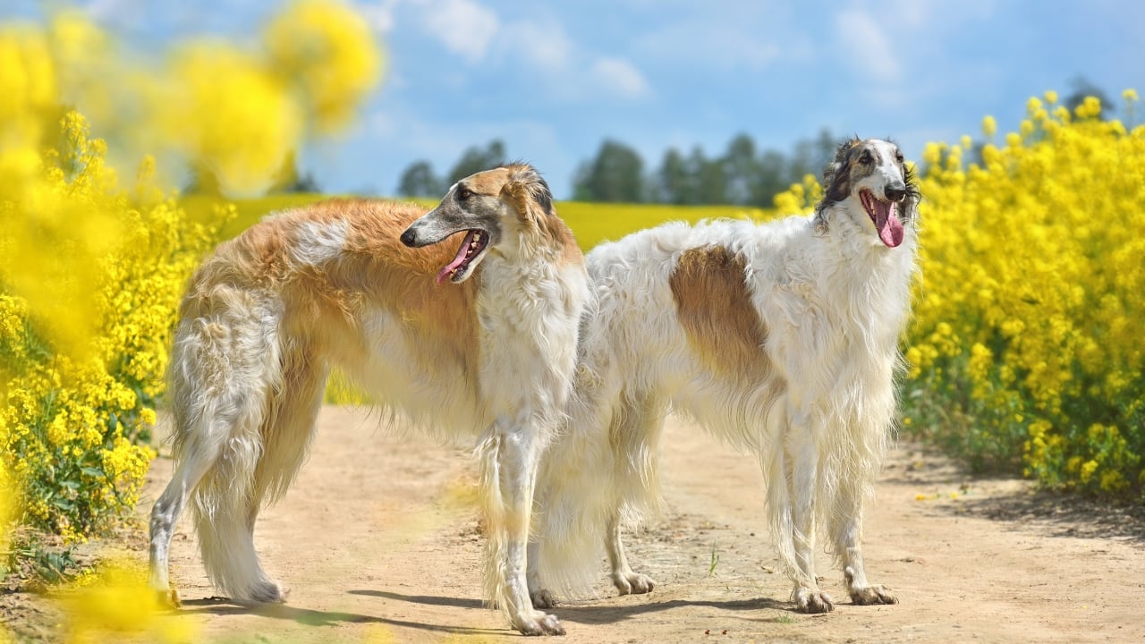 Ogarul Rus (Barsoi): Grație, Forță și Spirit Liber