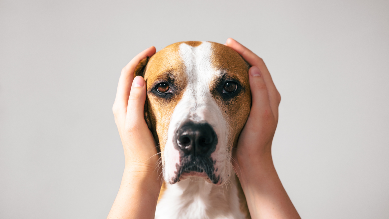 Animalele noastre sunt mai anxioase ca niciodată? Ce spune noul trend de „pet wellness”