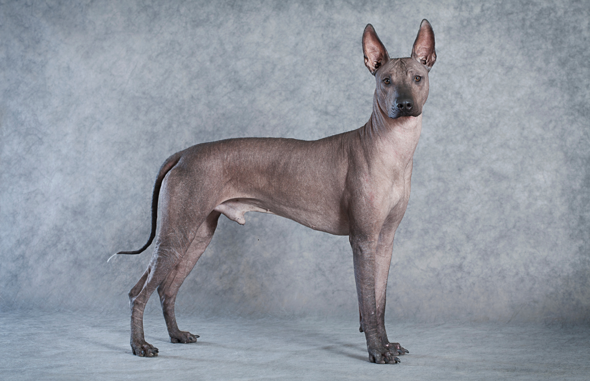 Xoloitzcuintle - câinele sacru al aztecilor, între mit, mister și loialitate absolută