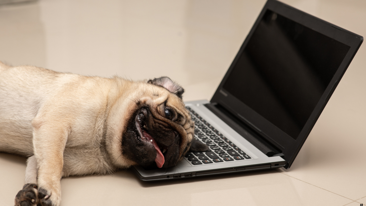 Câinele tău e apatic, răcește des sau nu mănâncă bine? Ce vitamine îl pot ajuta să-și recapete energia