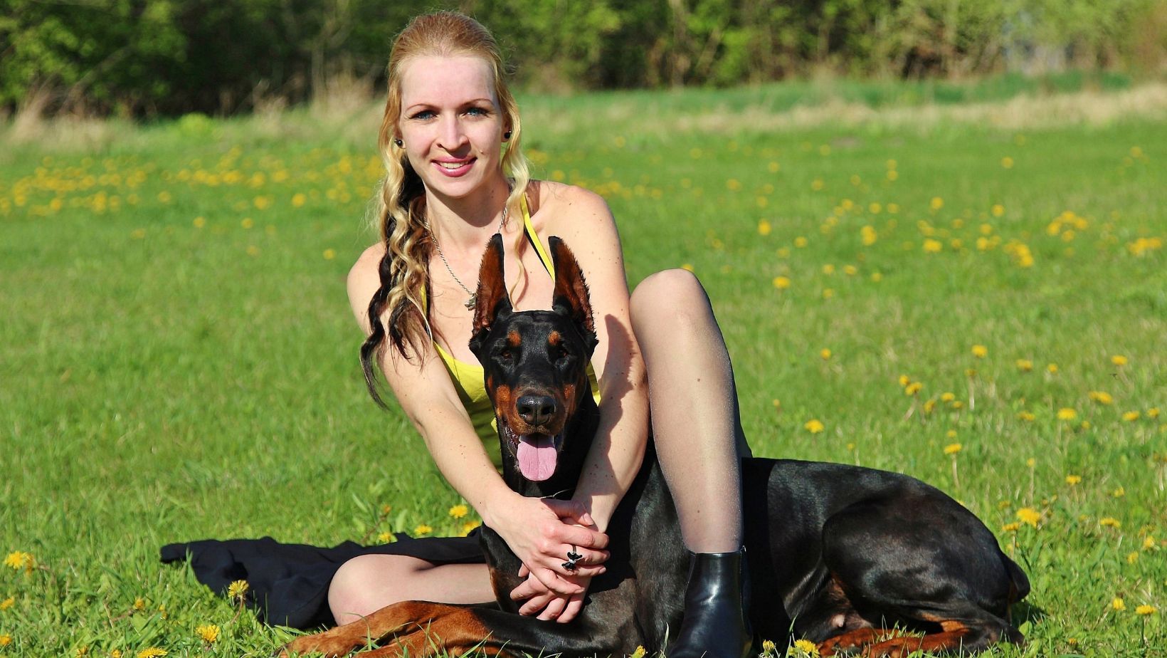 Doberman – câinele de pază care cucerește prin devotament