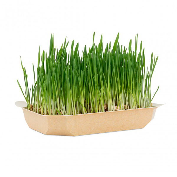 Iarba pentru Pisici Family First 100 g [2]