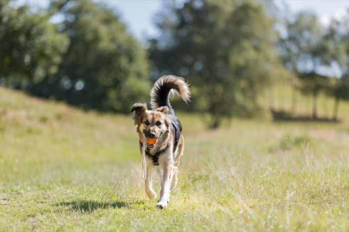 Jucarie Minge Cauciuc Natural cu Sfoara Lime  ø 7/35 cm [3]