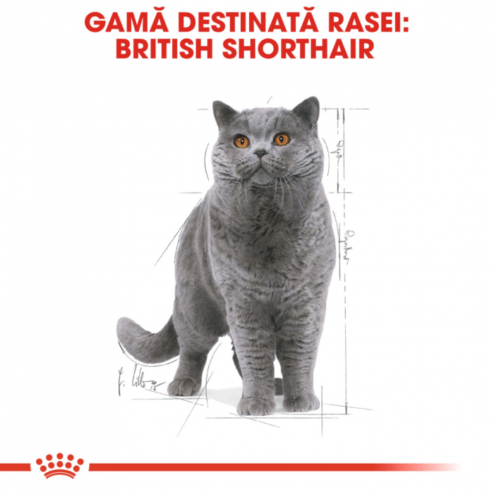 Royal Canin British Shorthair Adult hrana umeda pisica (in sos), 12 x 85 g [2]