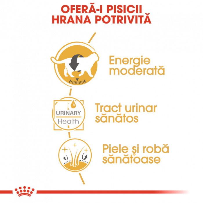 Royal Canin British Shorthair Adult hrana umeda pisica (in sos), 12 x 85 g [5]