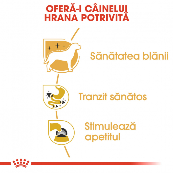 Royal Canin Chihuahua Adult hrana umeda caine (pate), 12 x 85 g [4]