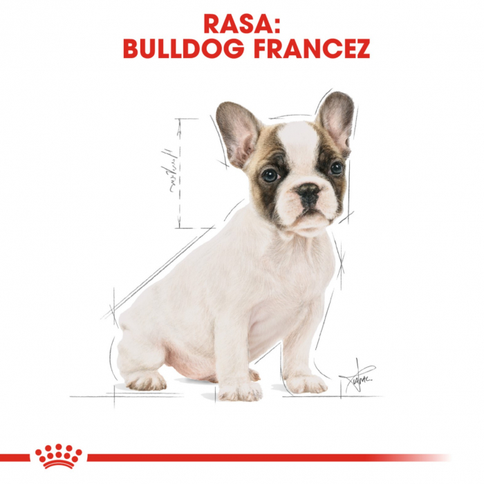 Royal Canin French Bulldog Puppy, 3 kg [8]