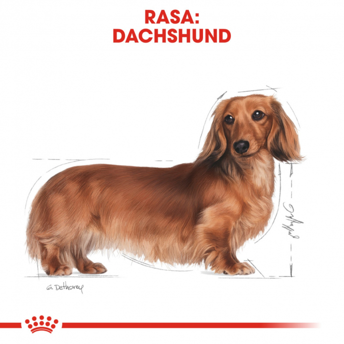 Royal Canin Dachshund Adult 1.5 kg [7]