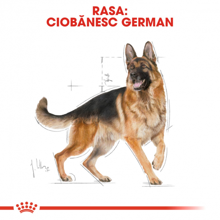 Royal Canin German Shepherd Adult 3 Kg [7]