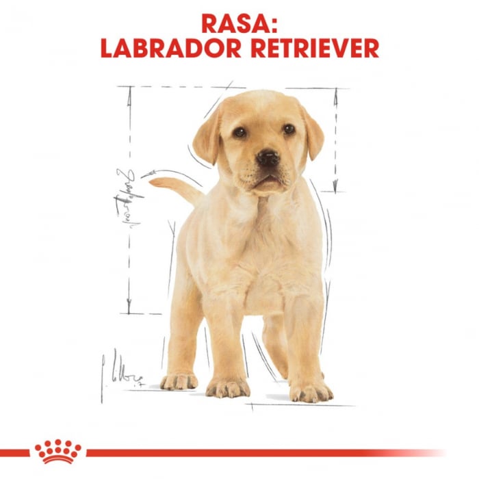 Royal Canin Labrador Retriever Puppy 1 Kg [8]