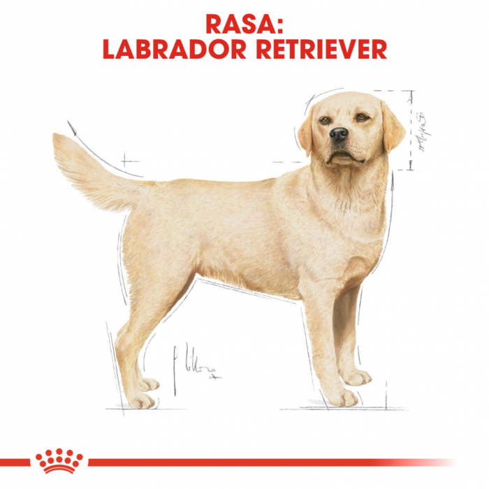 Royal Canin Labrador Adult hrana uscata caine, 3 kg [3]