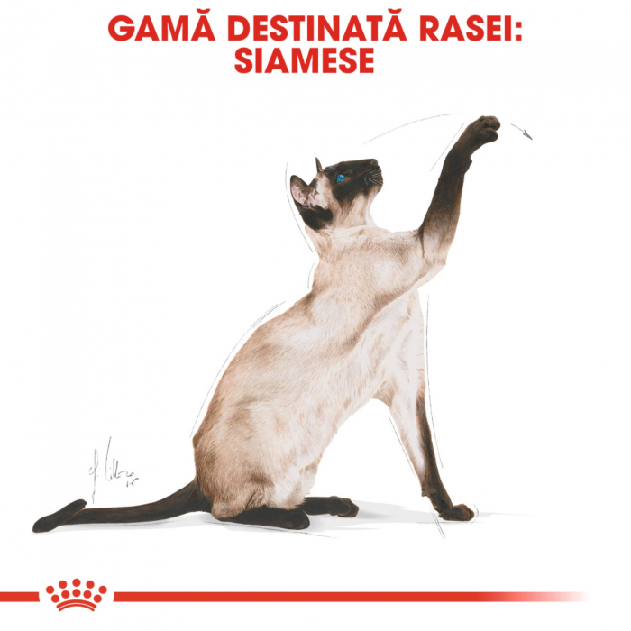 Royal Canin Siamese Adult hrana uscata pisica, 2 kg [3]