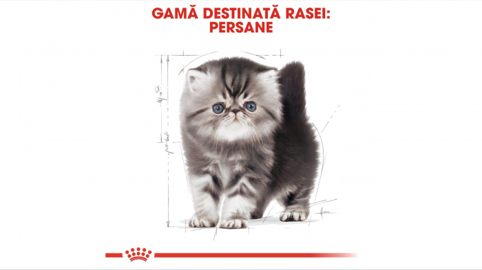 Royal Canin Persian Kitten hrana uscata pisica junior, 10 kg [5]
