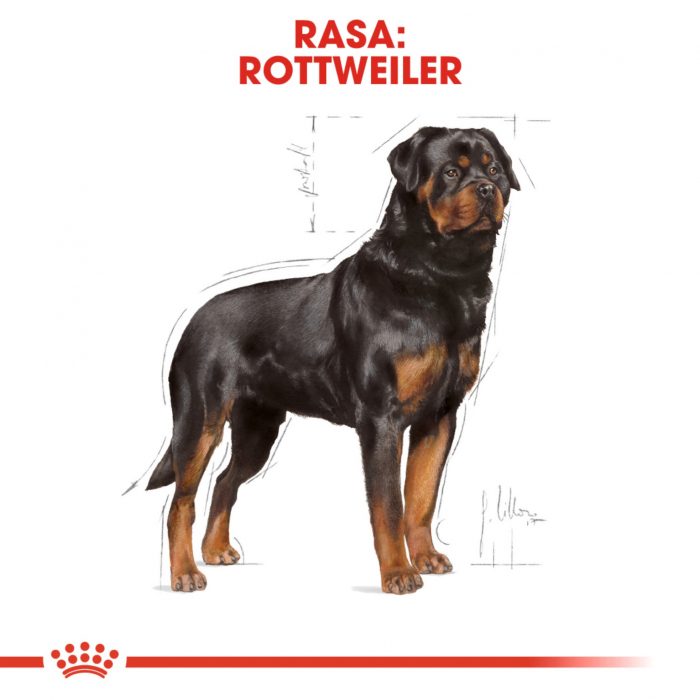 Royal Canin Rottweiler Adult hrana uscata caine, 12 kg [2]