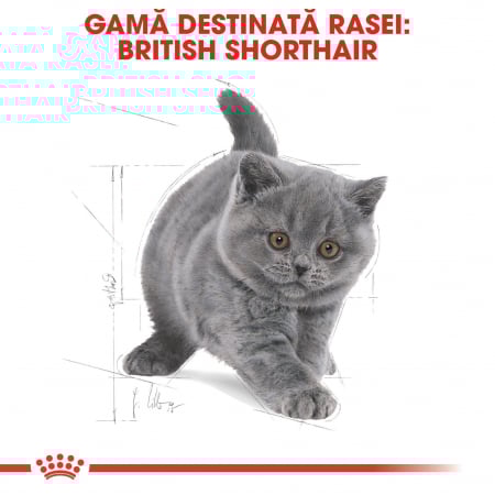 Royal Canin British Shorthair Kitten, 10 Kg [4]