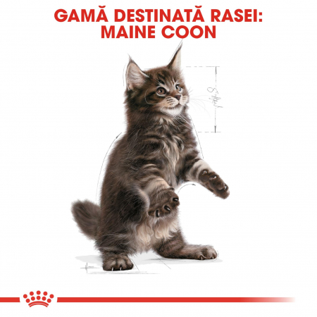 Royal Canin Maine Coon Kitten, 2 kg [5]