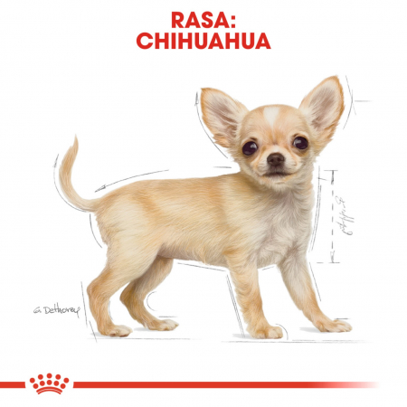 Royal Canin Chihuahua Junior 1.5 kg [2]