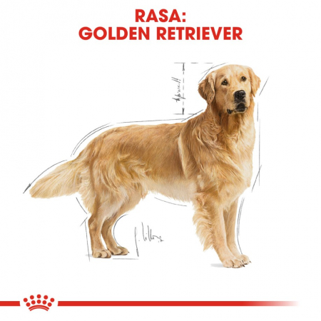 Royal Canin Golden Retriever Adult 12 Kg [6]