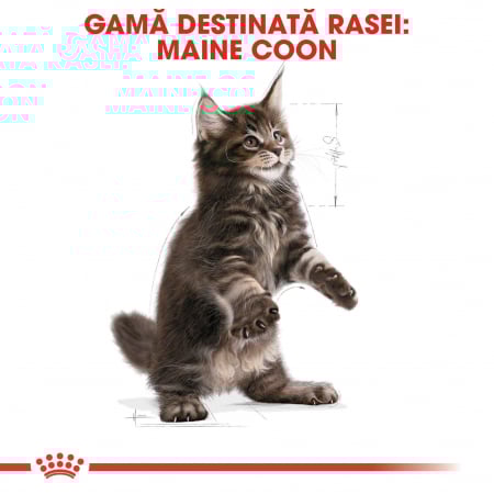 Royal Canin Maine Coon Kitten, 10 kg [5]